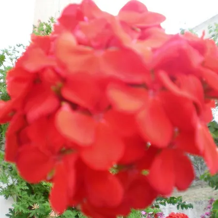 Filoxenia Corfu Мораитика