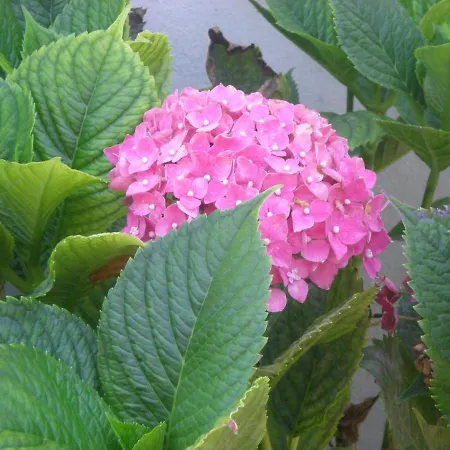 Filoxenia Corfu Διαμέρισμα *