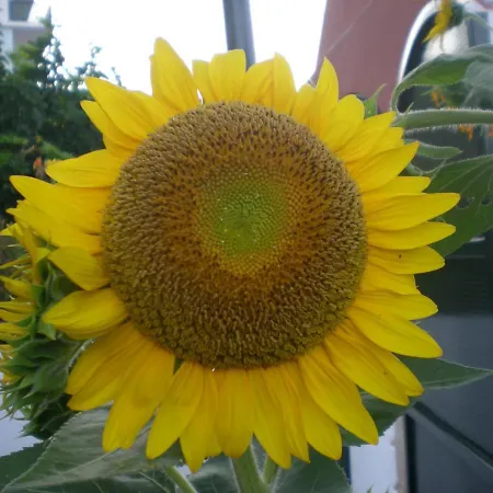 Διαμέρισμα Filoxenia Corfu *